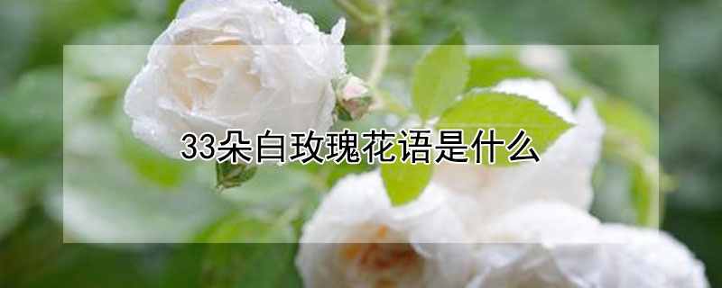 33朵白玫瑰花语是什么 23朵白玫瑰花语是什么