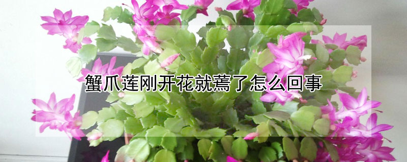 蟹爪莲刚开花就蔫了怎么回事 蟹爪莲开花后发蔫