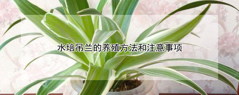 水培吊兰的养殖方法和注意事项（水培吊兰需要注意什么）