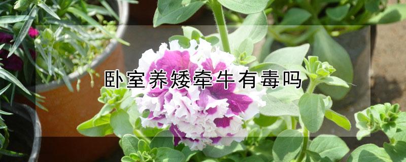 卧室养矮牵牛有毒吗 矮牵牛花有毒可以种在家里吗