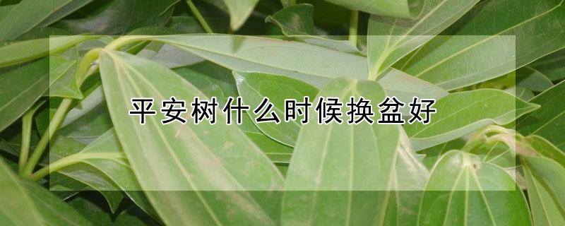 平安树什么时候换盆好 平安树什么时间换盆好