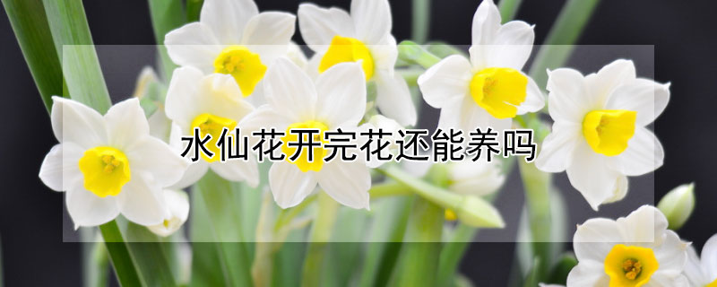 水仙花开完花还能养吗（水仙花开花结束后还能继续养下去吗）