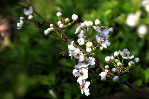 梨花花语