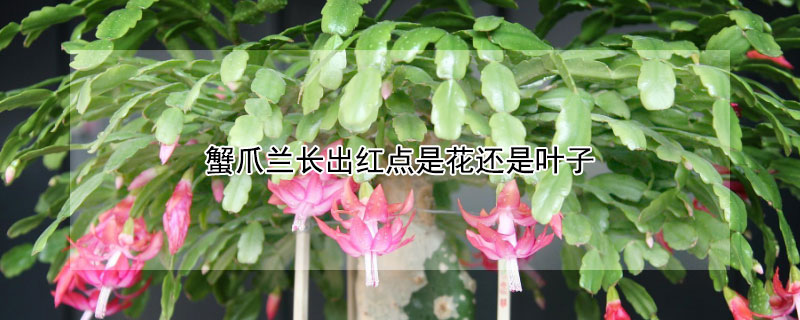 蟹爪兰长出红点是花还是叶子（蟹爪兰的叶子有红点是什么原因）