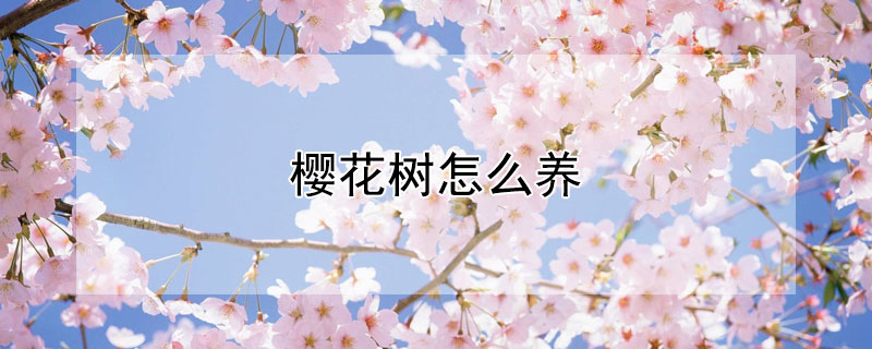 樱花树怎么养（樱花树怎么养不起来）