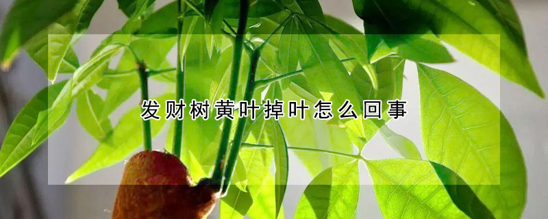 发财树黄叶掉叶怎么回事（发财树黄叶掉叶怎么办）