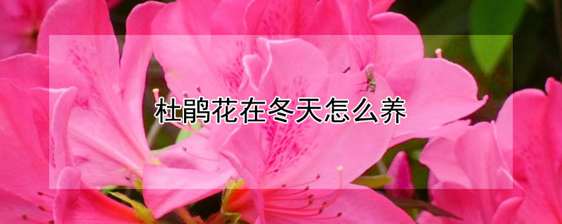 杜鹃花在冬天怎么养（杜鹃花在冬天怎么养?）