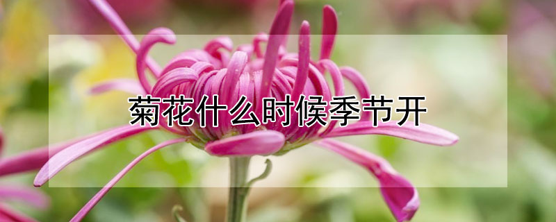 菊花什么时候季节开(菊花什么时候季节开?)