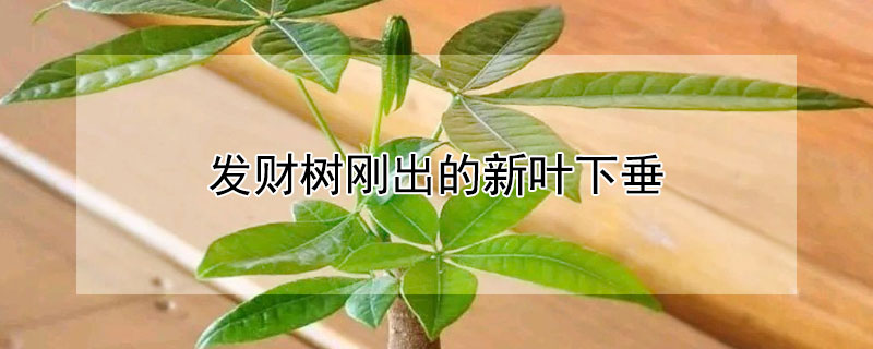 发财树刚出的新叶下垂（发财树新叶子下垂）