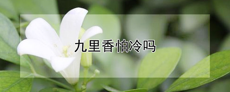 九里香怕冷吗（九里香怕寒吗）