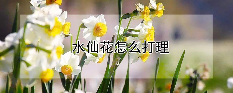 水仙花怎么打理 水仙花怎么护理