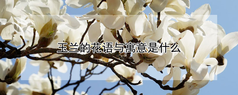 玉兰的花语与寓意是什么 玉兰的花语及象征意义