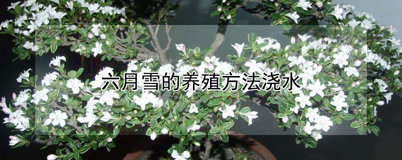 六月雪的养殖方法浇水 六月雪的养殖方法怎么浇水