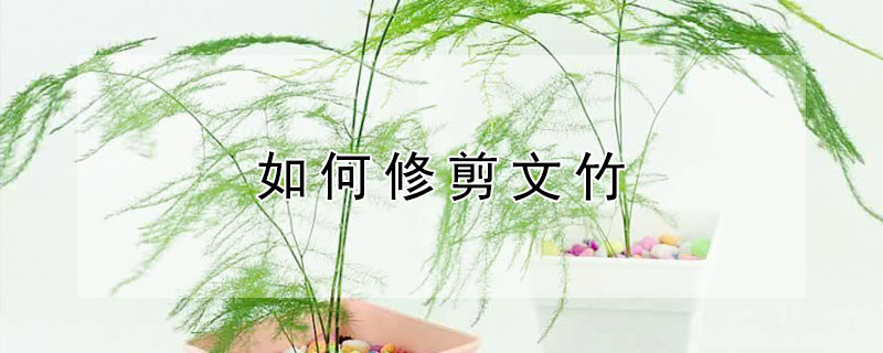 如何修剪文竹 如何修剪文竹的长蔓条