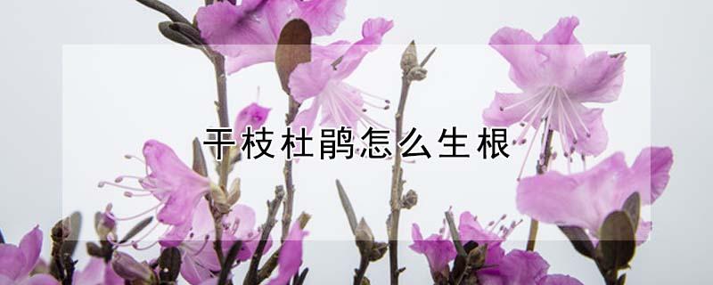 干枝杜鹃怎么生根 高山杜鹃干枝怎么生根