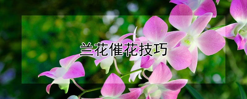 兰花催花技巧（兰花怎样催花苞）