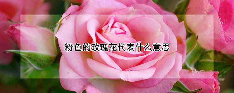 粉色的玫瑰花代表什么意思 粉色玫瑰花代表什么意思?