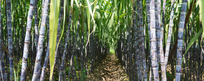 甘蔗象征寓意(甘蔗象征什么)