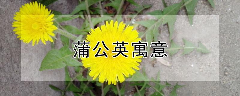 蒲公英寓意 蒲公英寓意好不好
