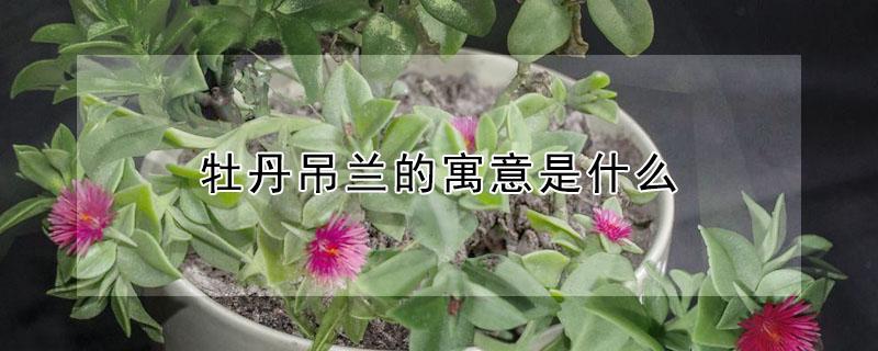 牡丹吊兰的寓意是什么（牡丹吊兰花的寓意和风水）