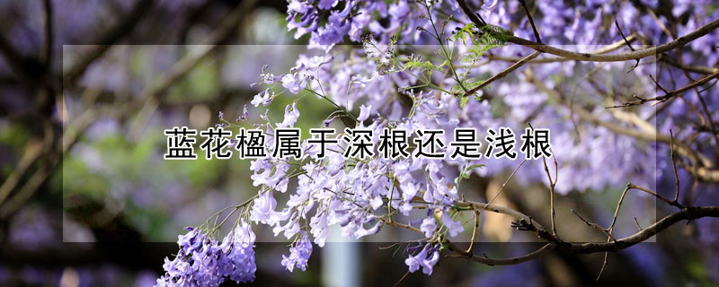 蓝花楹属于深根还是浅根 蓝花楹是深根乔木还是浅根乔木