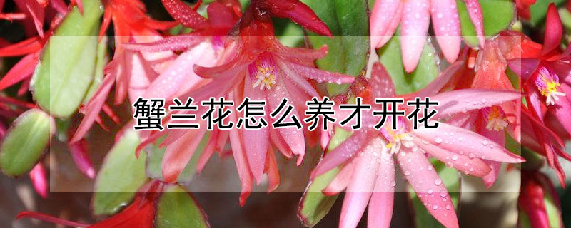 蟹兰花怎么养才开花 蟹爪兰花怎么栽?