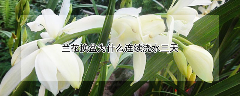 兰花换盆为什么连续浇水三天(兰花换盆后几天浇水)