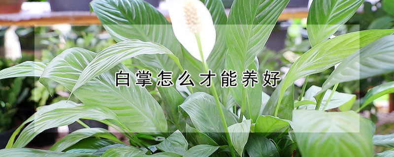 白掌怎么才能养好 白掌应该怎样养