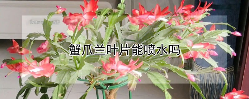 蟹爪兰叶片能喷水吗 蟹爪兰叶片可以喷水吗