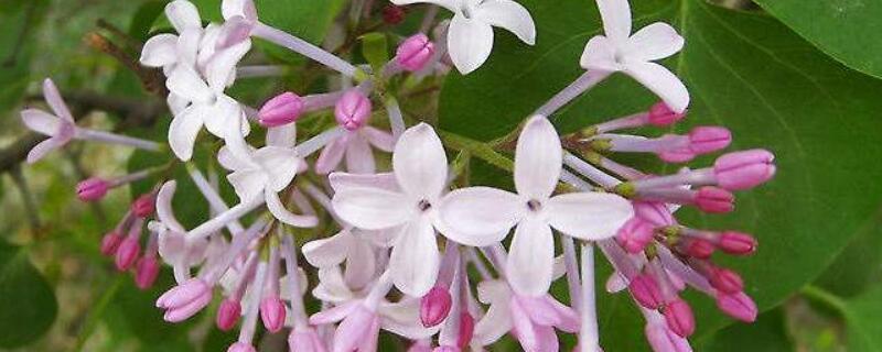 红丁香的象征寓意 红丁香的寓意和象征