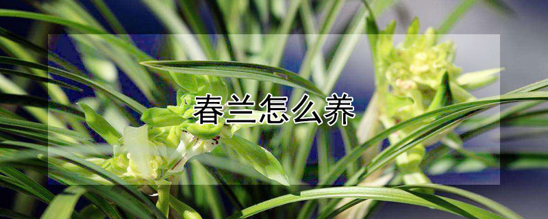 春兰怎么养 春兰怎么养殖方法与技巧