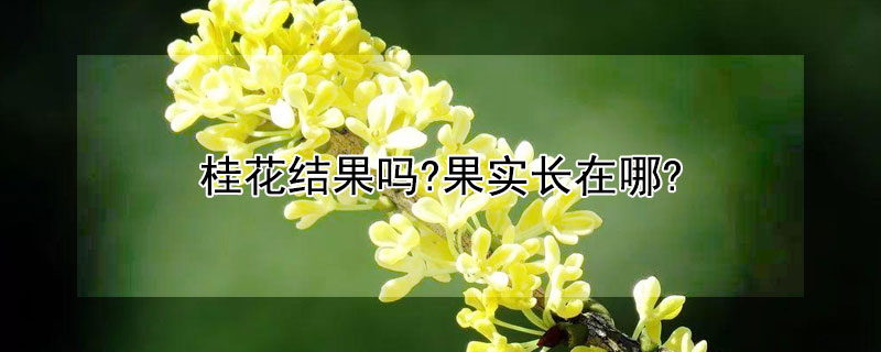 桂花结果吗?果实长在哪?（桂花为什么长果子）