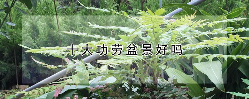 十大功劳盆景好吗 十大功劳盆景好养吗