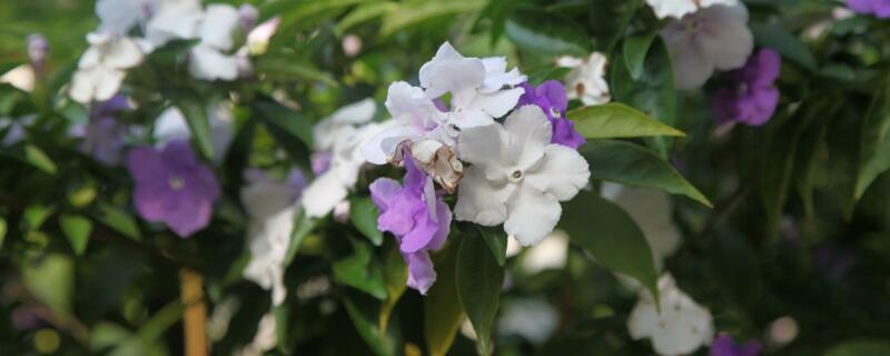 鸳鸯茉莉的花语（鸳鸯茉莉花诗词）