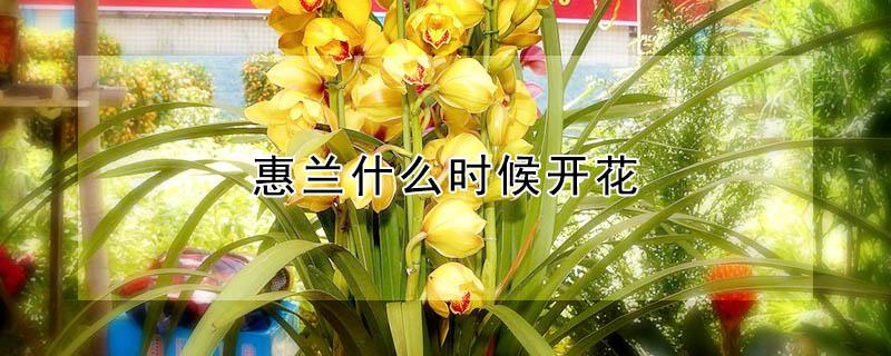 惠兰什么时候开花 蕙兰什么时候开花