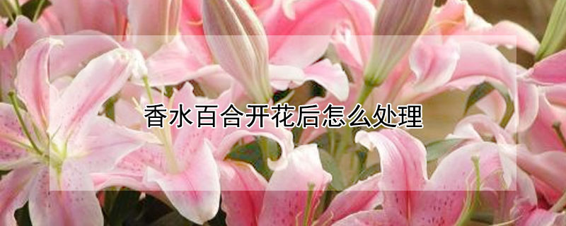 香水百合开花后怎么处理 香水百合开花后怎么处理还能再开花