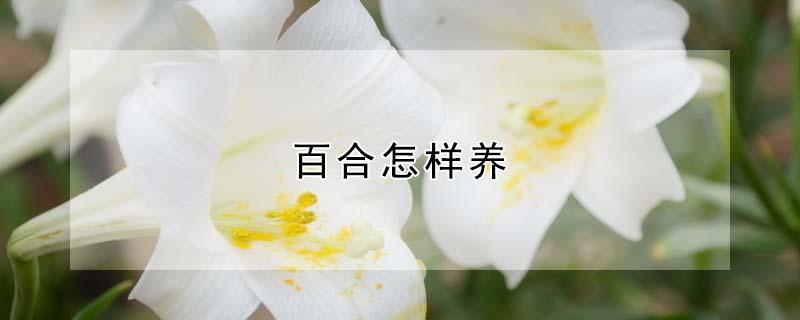 百合怎样养 百合怎样养殖