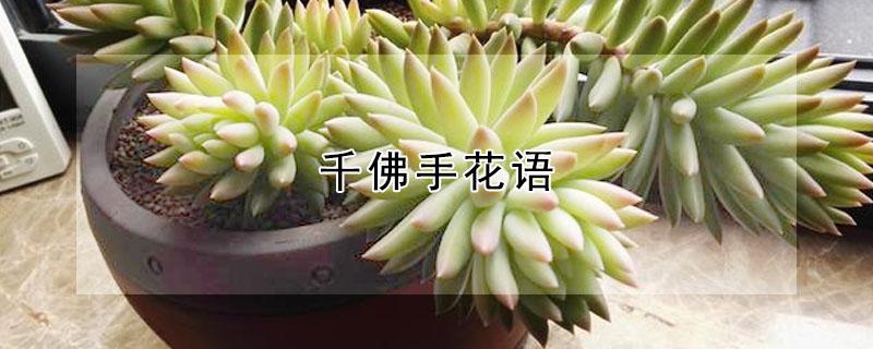千佛手花语 千佛手的花