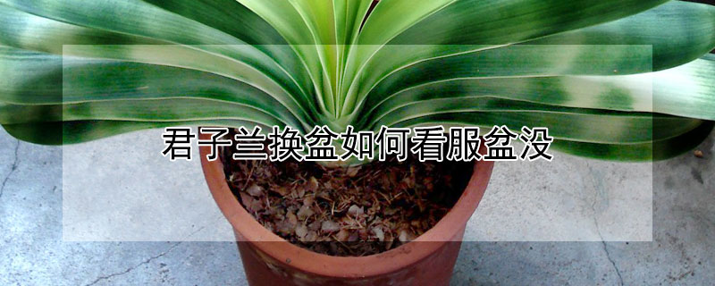 君子兰换盆如何看服盆没 君子兰怎么看服盆