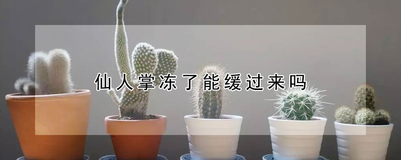 仙人掌冻了能缓过来吗(仙人掌冻了还能入药吗)