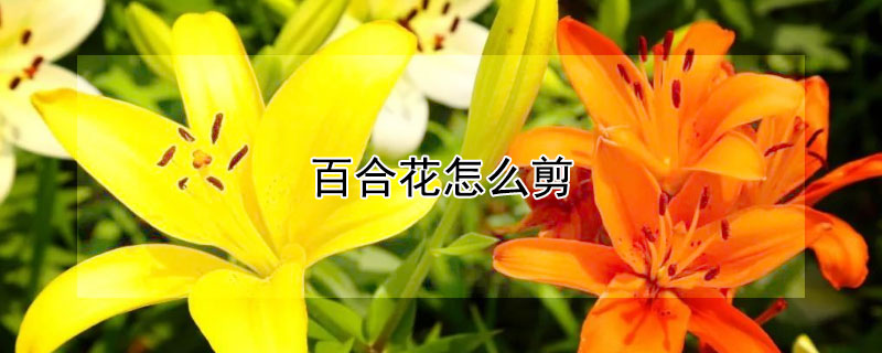 百合花怎么剪（百合花怎么剪掉花蕊）