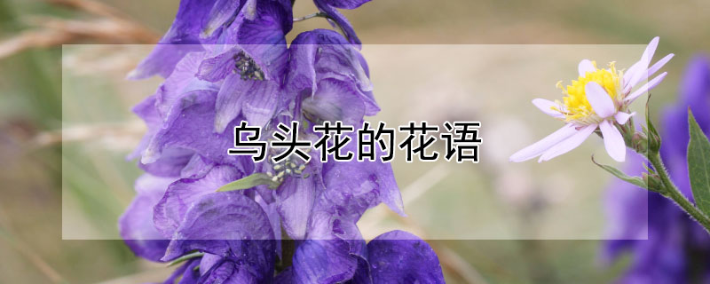 乌头花的花语 乌头 花语