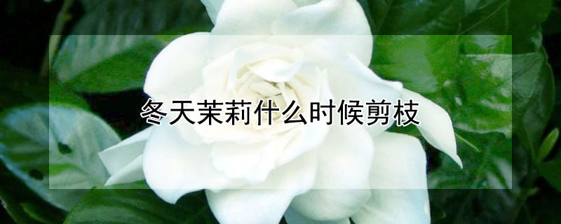 冬天茉莉什么时候剪枝（茉莉冬天剪枝什么时候发芽）