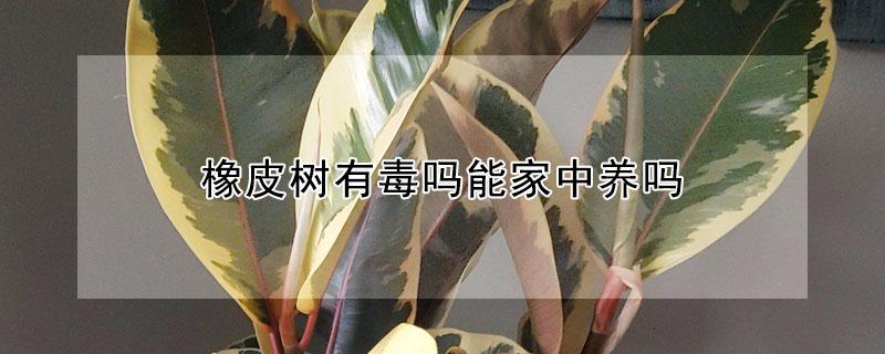 橡皮树有毒吗能家中养吗 橡皮树在家养好不好有毒吗
