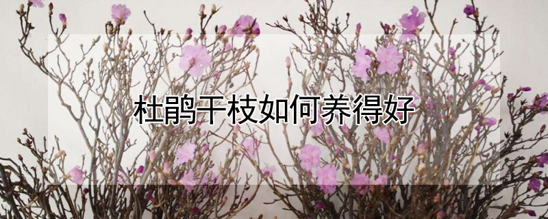 杜鹃干枝如何养得好(杜鹃花怎么养)