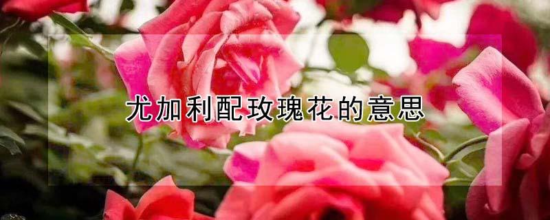 尤加利配玫瑰花的意思 尤加利配红玫瑰花的意思