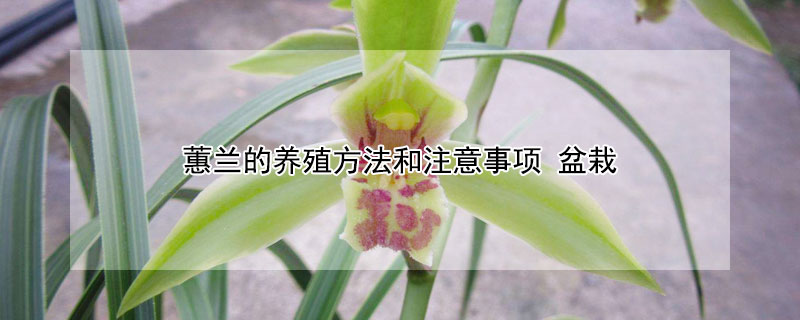 蕙兰的养殖方法和注意事项（蕙兰的养殖方法和注意事项大全）