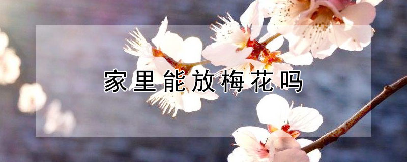 家里能放梅花吗 家里能放梅花吗?