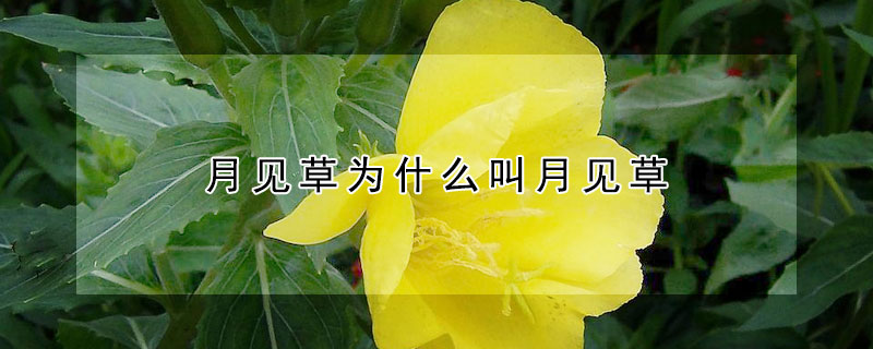 月见草为什么叫月见草（月见草为啥叫月见草）