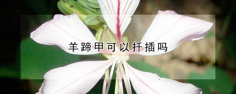 羊蹄甲可以扦插吗（羊蹄甲怎么扦插）